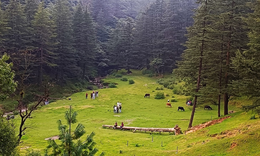 Forest Walk in Mussoorie Forest Walk in Mussoorie