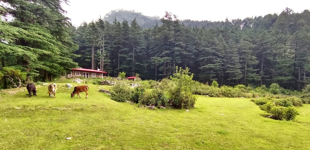 Forest Walk in Mussoorie Forest Walk in Mussoorie