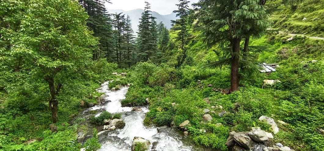 Forest Walk in Mussoorie Forest Walk in Mussoorie